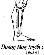Huyệt Dương Lăng Tuyền