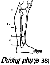 Huyệt Dương Phụ