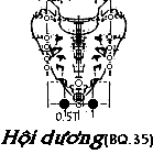 Huyệt Hội Dương