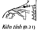 Huyệt Kiên Tỉnh