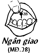 Huyệt Ngân Giao