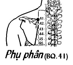 Huyệt Phụ Phân