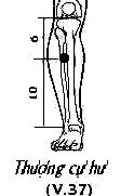 Huyệt Thượng Cự Hư