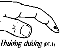 Huyệt Thương Dương