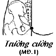 Huyệt Trường Cường