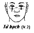 Huyệt Tứ Bạch