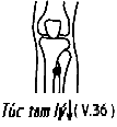 Huyệt Túc Tam Lý